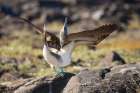 Blue-footed booby spreading the wings. Galapagos Islands, Ecuador. Art Print